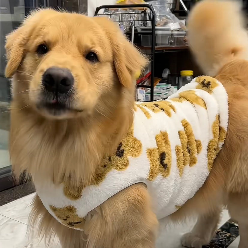 Cozy Fleece-Lined Bear Theme Dog Vest – Soft Warm Home Lounge Wear