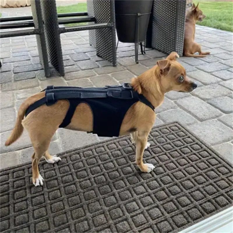Adjustable Dog Back Support Vest – Spinal Protection And Recovery Rehabilitation Wrap